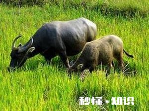 结婚七八年了,遇到很喜欢的一个女孩,女孩也喜欢我,我该怎么办