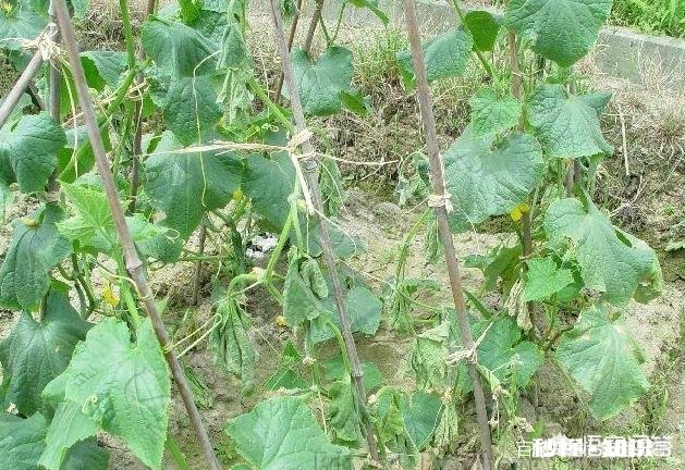 我家里栽培的黄瓜为什么干枯不长