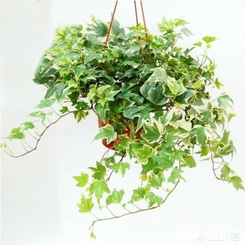 什么花适合室内能释放氧气,吸粉尘,去甲醛等等