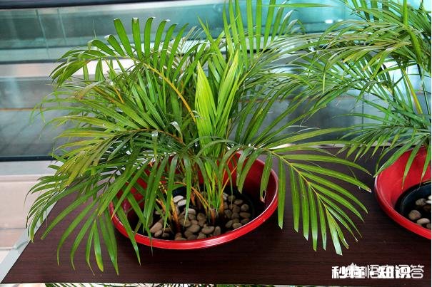 什么花适合室内能释放氧气,吸粉尘,去甲醛等等