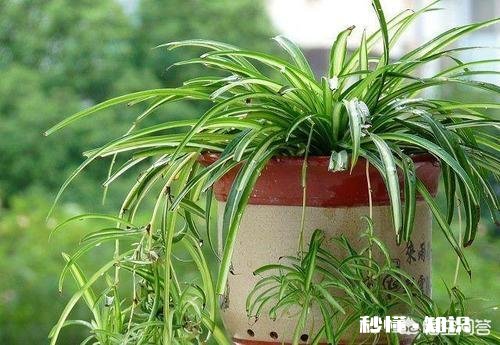 什么花适合室内能释放氧气,吸粉尘,去甲醛等等