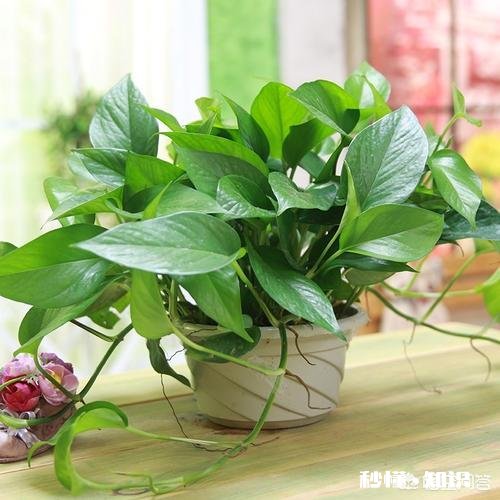 什么花适合室内能释放氧气,吸粉尘,去甲醛等等