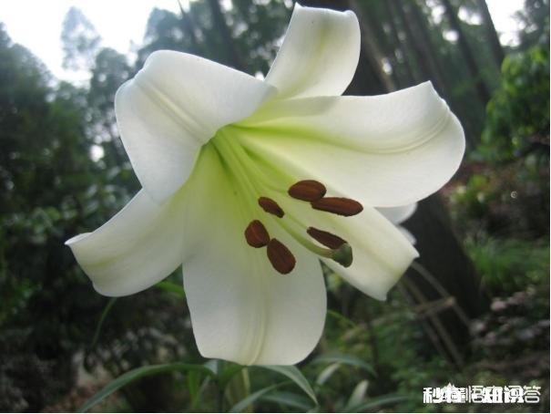 什么花适合室内能释放氧气,吸粉尘,去甲醛等等