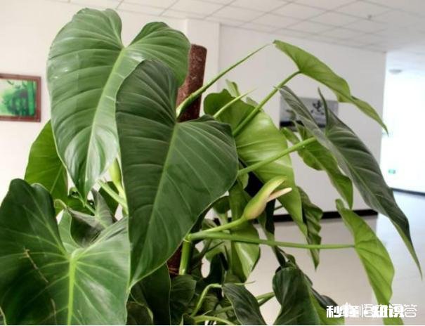 什么花适合室内能释放氧气,吸粉尘,去甲醛等等