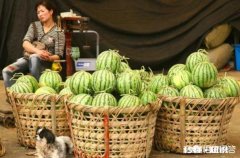 河南开封：西瓜价格继续下跌，一斤四毛无人要！价格下跌的原因是什么
