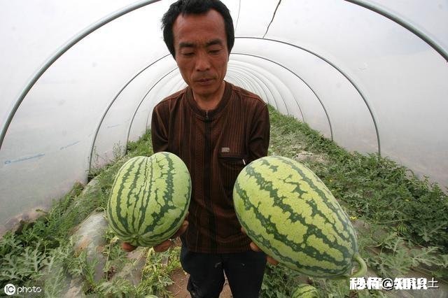 河南开封:西瓜价格继续下跌,一斤四毛无人要!价格下跌的原因是什么