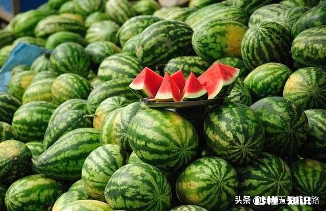 河南开封:西瓜价格继续下跌,一斤四毛无人要!价格下跌的原因是什么
