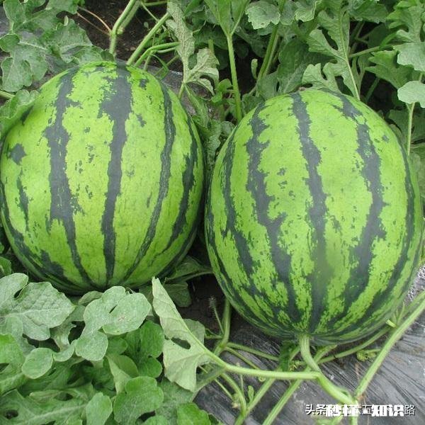 河南开封:西瓜价格继续下跌,一斤四毛无人要!价格下跌的原因是什么