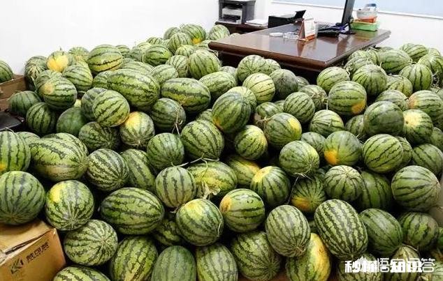 河南开封:西瓜价格继续下跌,一斤四毛无人要!价格下跌的原因是什么