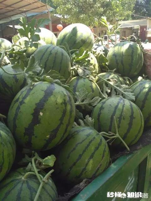 河南开封:西瓜价格继续下跌,一斤四毛无人要!价格下跌的原因是什么