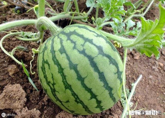 河南开封:西瓜价格继续下跌,一斤四毛无人要!价格下跌的原因是什么