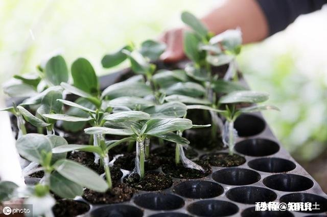 河南开封:西瓜价格继续下跌,一斤四毛无人要!价格下跌的原因是什么