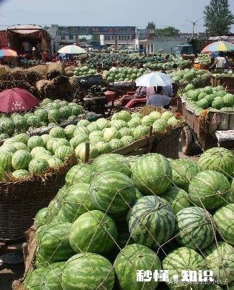 河南开封:西瓜价格继续下跌,一斤四毛无人要!价格下跌的原因是什么