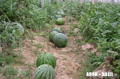 河南开封:西瓜价格继续下跌,一斤四毛无人要!价格下跌的原因是什么