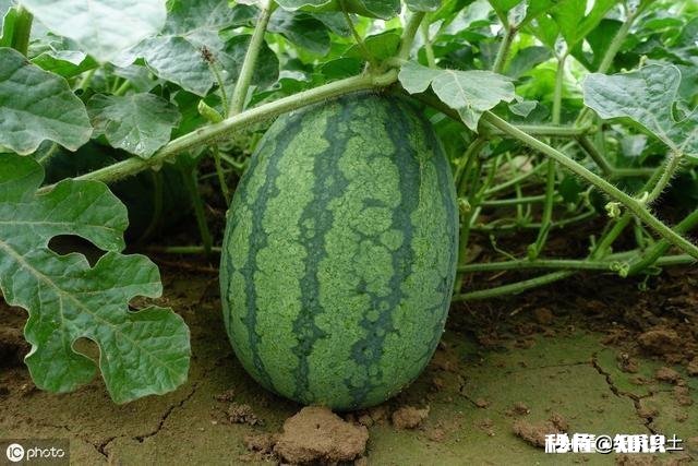 河南开封:西瓜价格继续下跌,一斤四毛无人要!价格下跌的原因是什么