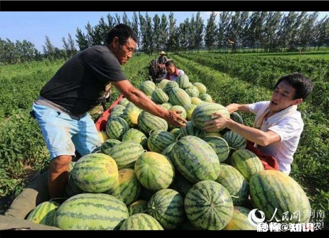 河南开封:西瓜价格继续下跌,一斤四毛无人要!价格下跌的原因是什么
