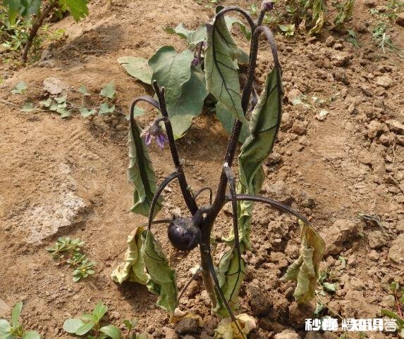 茄子枯萎病和褐斑病有啥区别,怎样防治