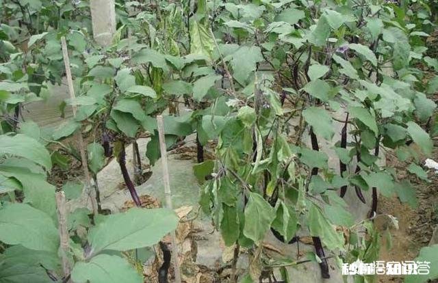 茄子枯萎病和褐斑病有啥区别,怎样防治