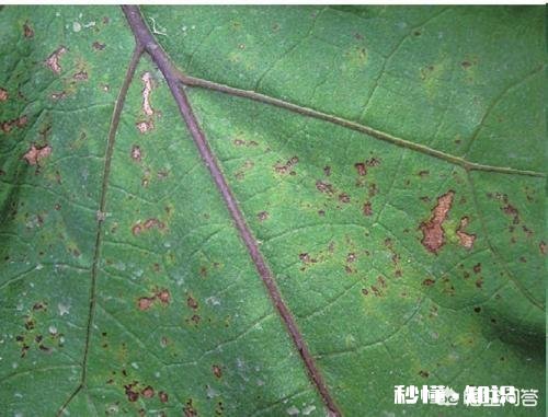 茄子枯萎病和褐斑病有啥区别,怎样防治