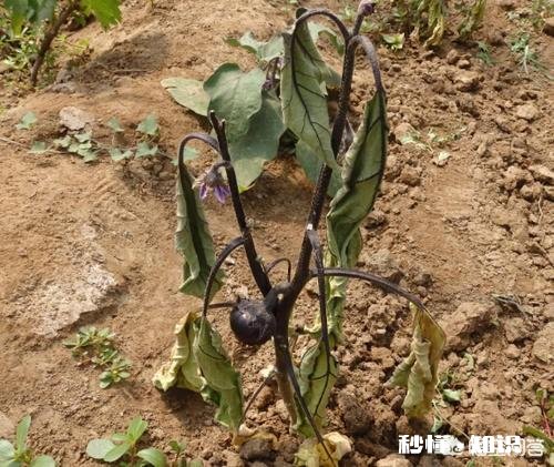 茄子枯萎病和褐斑病有啥区别,怎样防治