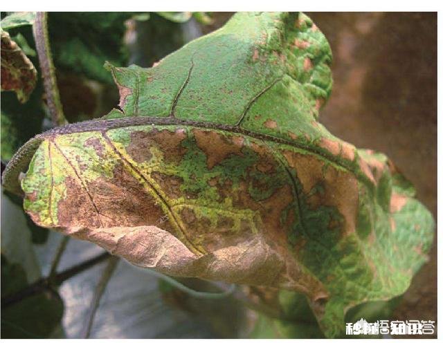 茄子枯萎病和褐斑病有啥区别,怎样防治