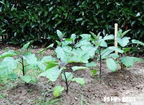 茄子枯萎病和褐斑病有啥区别,怎样防治