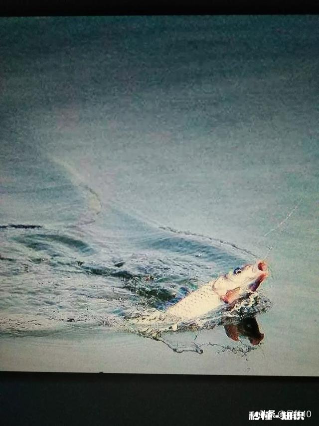 下午去钓鱼找了个钓点,正钓着,来了个人说他上午在这钓的,让我挪位置,合理吗