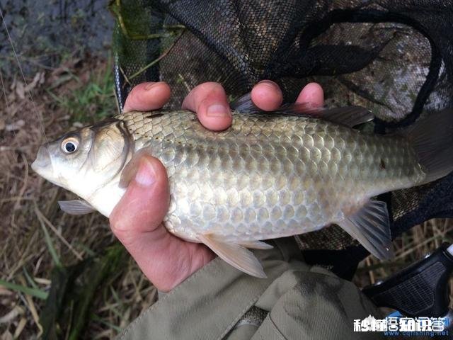 下午去钓鱼找了个钓点,正钓着,来了个人说他上午在这钓的,让我挪位置,合理吗