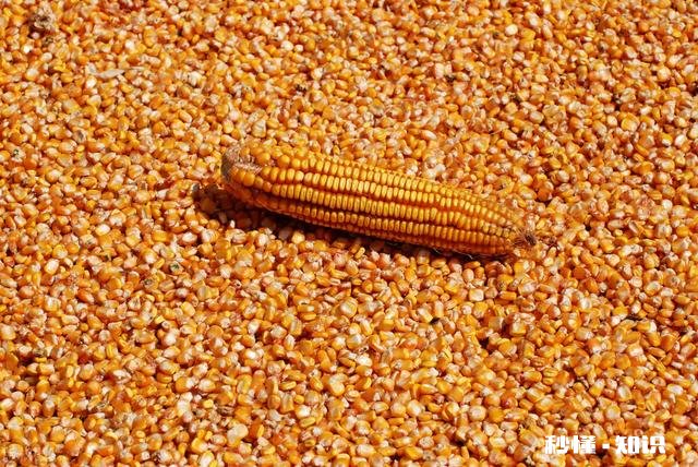 不跌反涨！玉米行情要反转了恐怕没那么乐观！为啥