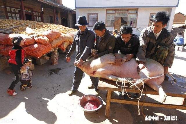 不跌反涨！玉米行情要反转了恐怕没那么乐观！为啥