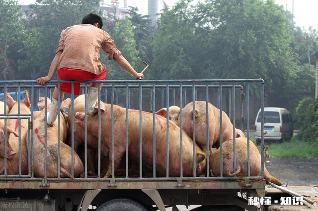 不跌反涨！玉米行情要反转了恐怕没那么乐观！为啥