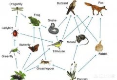在人类以前，哪些物种曾经处于食物链的顶端