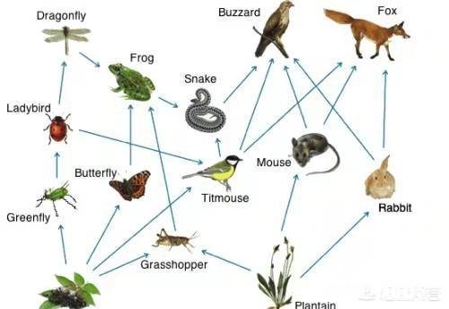 在人类以前，哪些物种曾经处于食物链的顶端