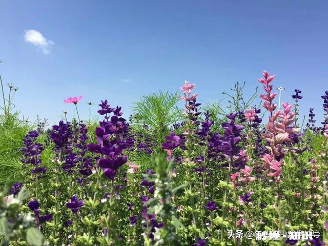 当孩子遇到难题时，父母要给孩子简短明晰的建议吗具体如何去做