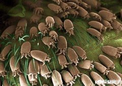 后背有螨虫时，一般会有哪几个特征有螨虫就该全部除掉吗