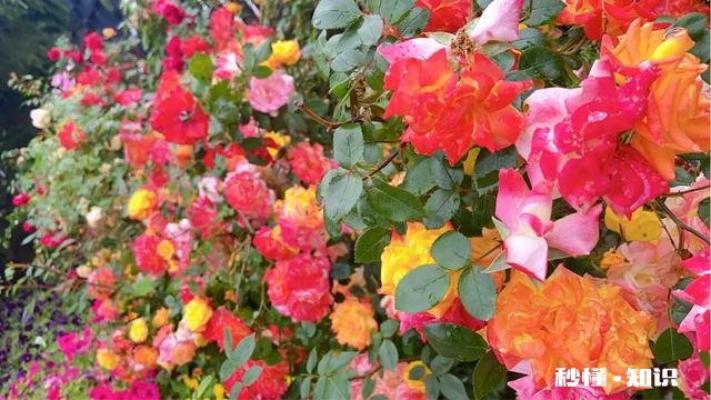 我自由职业老公的医报，公积金，和以后的退休金有我的份额吗