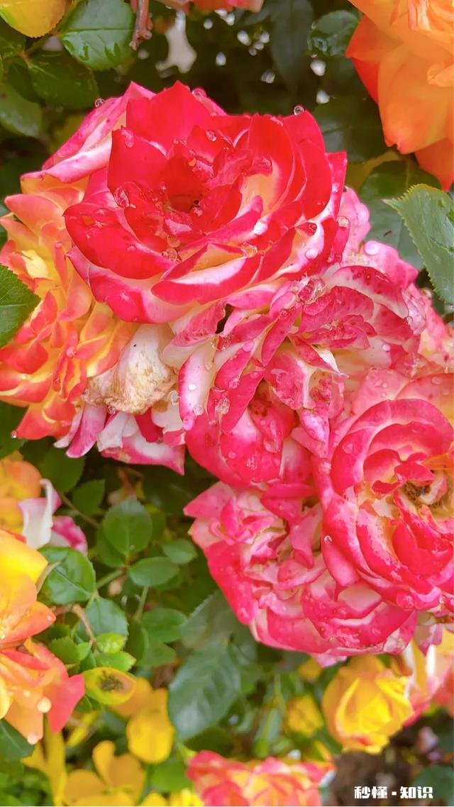 我自由职业老公的医报，公积金，和以后的退休金有我的份额吗