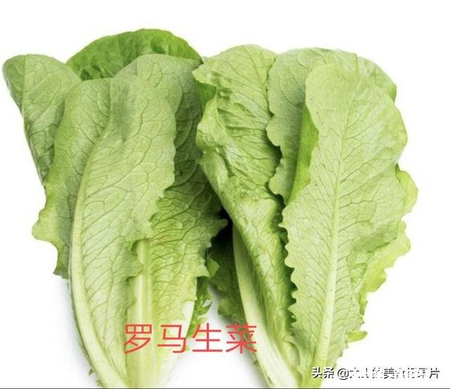 罗马生菜和西生菜哪个好吃