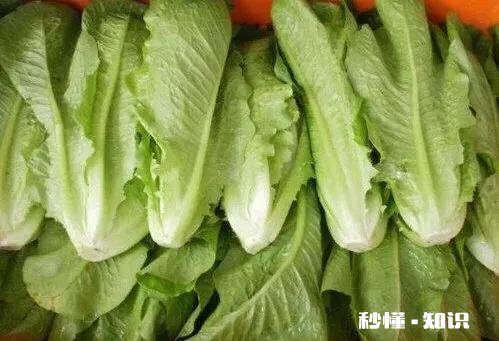 罗马生菜和西生菜哪个好吃