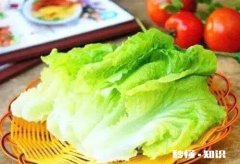 罗马生菜和西生菜哪个好吃