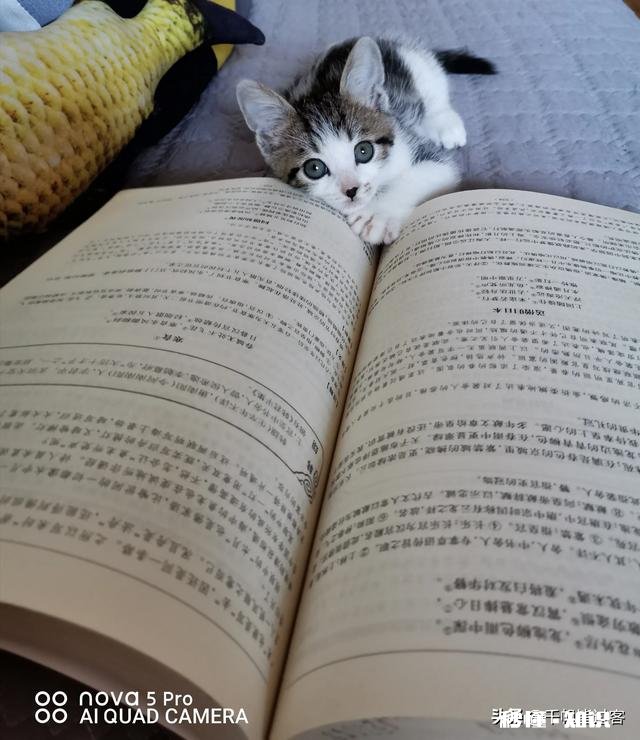 果然谁养的宠物就像谁吗