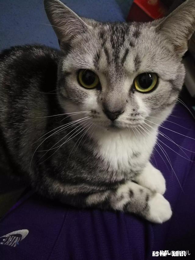 果然谁养的宠物就像谁吗