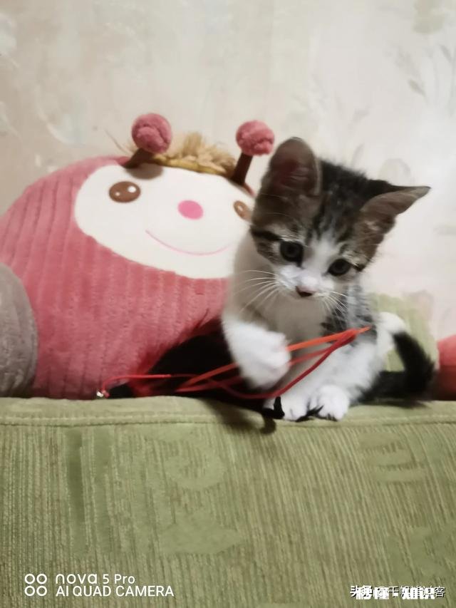 果然谁养的宠物就像谁吗