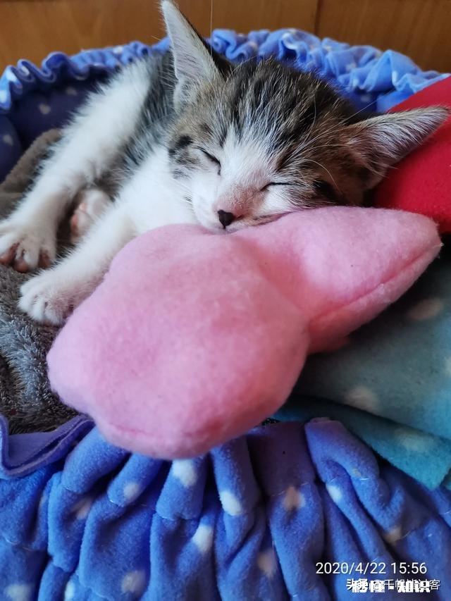 果然谁养的宠物就像谁吗