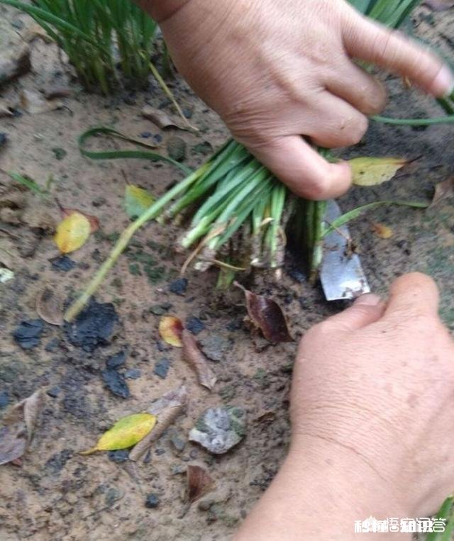 请问韭菜是割头还是割尾