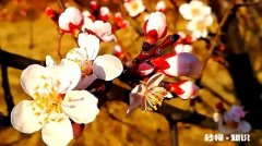 拍小清新风格的照片都有哪些注意事项