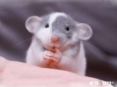 有谁知道十二生肖老鼠为什么排名“第一”吗