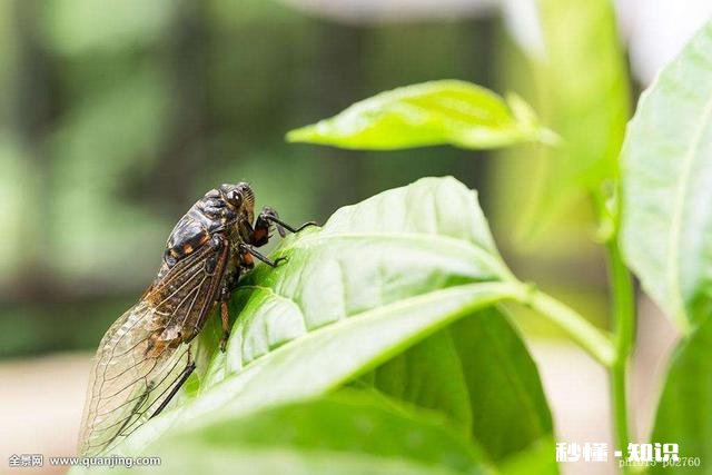 上联：羽扇轻摇，胜似东南西北风，下联如何对