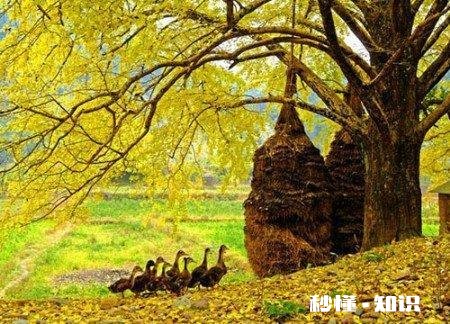 上联：羽扇轻摇，胜似东南西北风，下联如何对