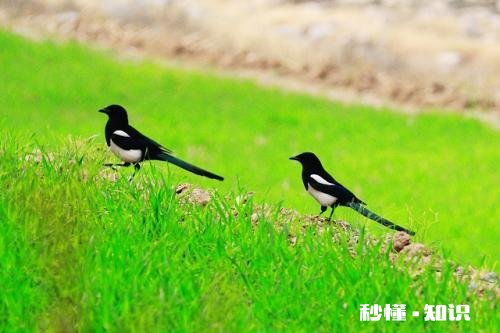 上联：羽扇轻摇，胜似东南西北风，下联如何对